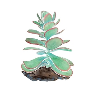 Paddle Plant Succulent Watercolor Art Print 4x6 8x10- Minimal Modern Green Plant Wall Decor, Indoor Garden Illustration