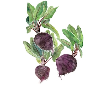 Purple Beets 4x6 8x10 Art Print, Farmhouse Kitchen Watercolor Illustration, Minimalist Food Art Print, Colorful Kitchen Giclee