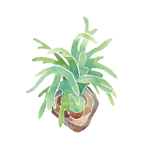 Staghorn Fern 4x6 8x10 Print - Archival Quality Watercolor Giclee - Green Watercolor Air Plant Art - Green Fronds Wall Mounted Plant Print