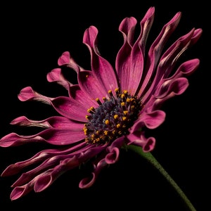 Cross Stitch Pattern - African Daisy  -  PDF -  Instant Digital Download