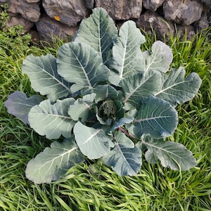 May include: A young broccoli plant with broad, blue-green, wavy-edged leaves radiating from a central stem. The plant features a small, developing dark green broccoli floret at its core, with prominent white veins visible on the foliage.