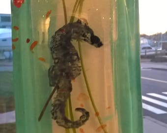 Seahorse Window Garden