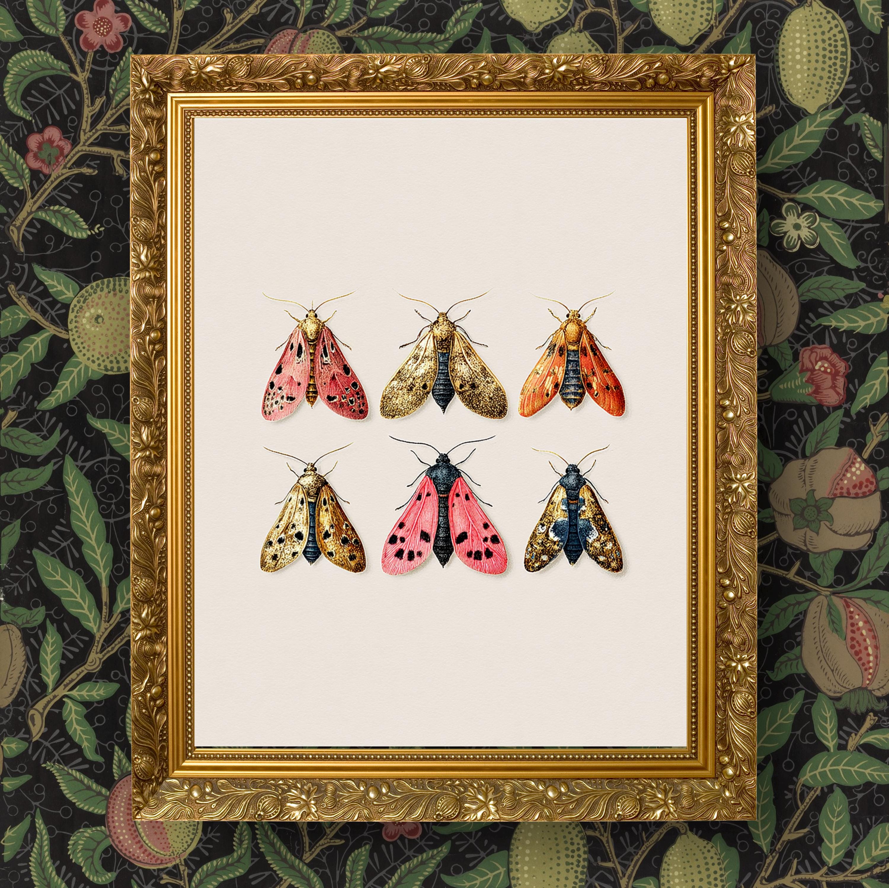 Vintage Moths Illustration Print • Romantic Wall Art • Antique Style ...