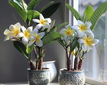 Melo613 素敵な花 フランジパニ ピンクホワイト フィオイ科プルメリア