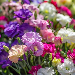 Puede incluir: Un vibrante ramo de flores coloridas en tonos morados, rosas, blancos y amarillos. Las flores están en plena floración, con delicados pétalos y tallos verdes. El arreglo es una mezcla de texturas y colores, creando una exhibición visualmente atractiva.