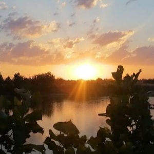 Può includere: Un suggestivo tramonto su un lago calmo. Il cielo è pieno di tonalità arancioni e gialle, con nuvole che riflettono la luce del sole. Alberi e fogliame in silhouette incorniciano il bordo dell'acqua.