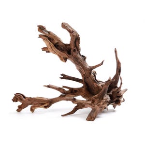 May include: A large piece of driftwood with a complex, branching structure. The wood is a warm brown color, with a variety of textures and shapes. The driftwood is likely used for aquarium decor or other craft projects.