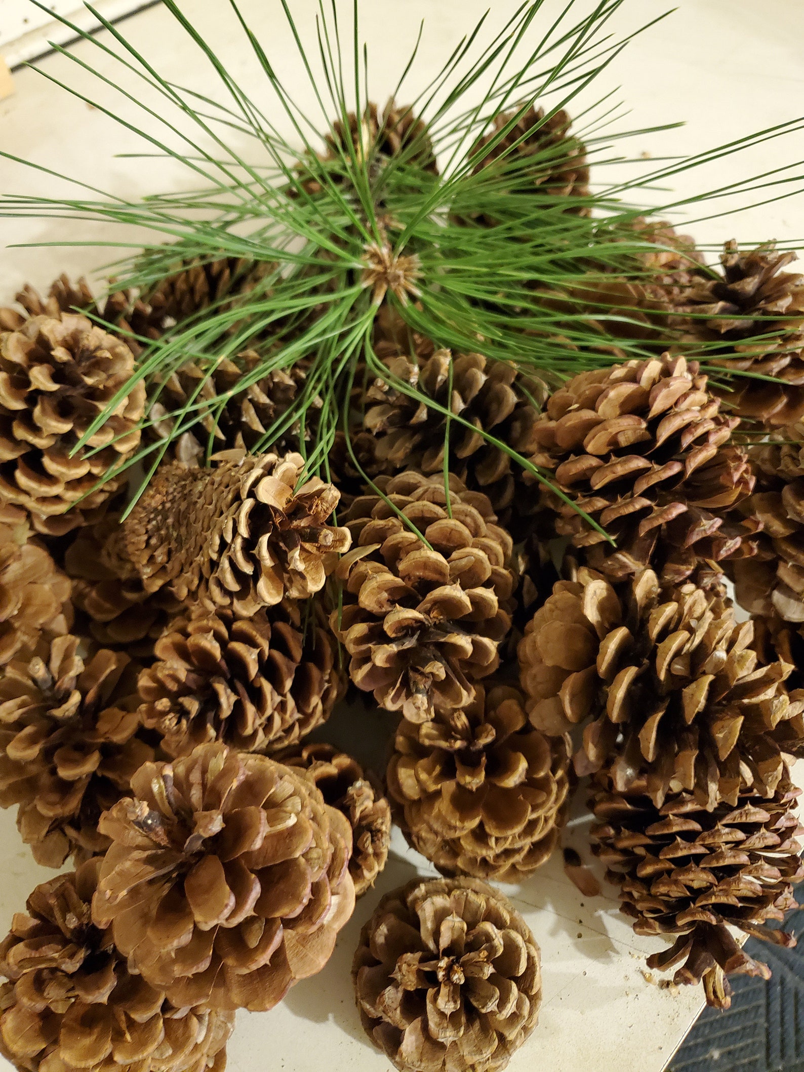 Bulk Pine cones from Montana 25 Ponderosa Pine Cones 34 Etsy