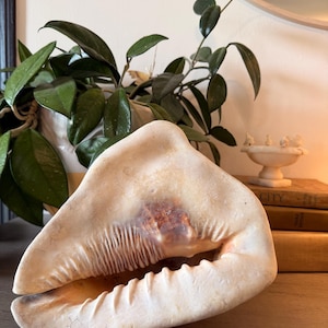 May include: A large, off-white conch shell with a smooth, curved exterior and a textured, ridged opening. The interior of the shell features a deep, warm brown coloration that transitions into a creamy, pale beige hue along the outer edges.