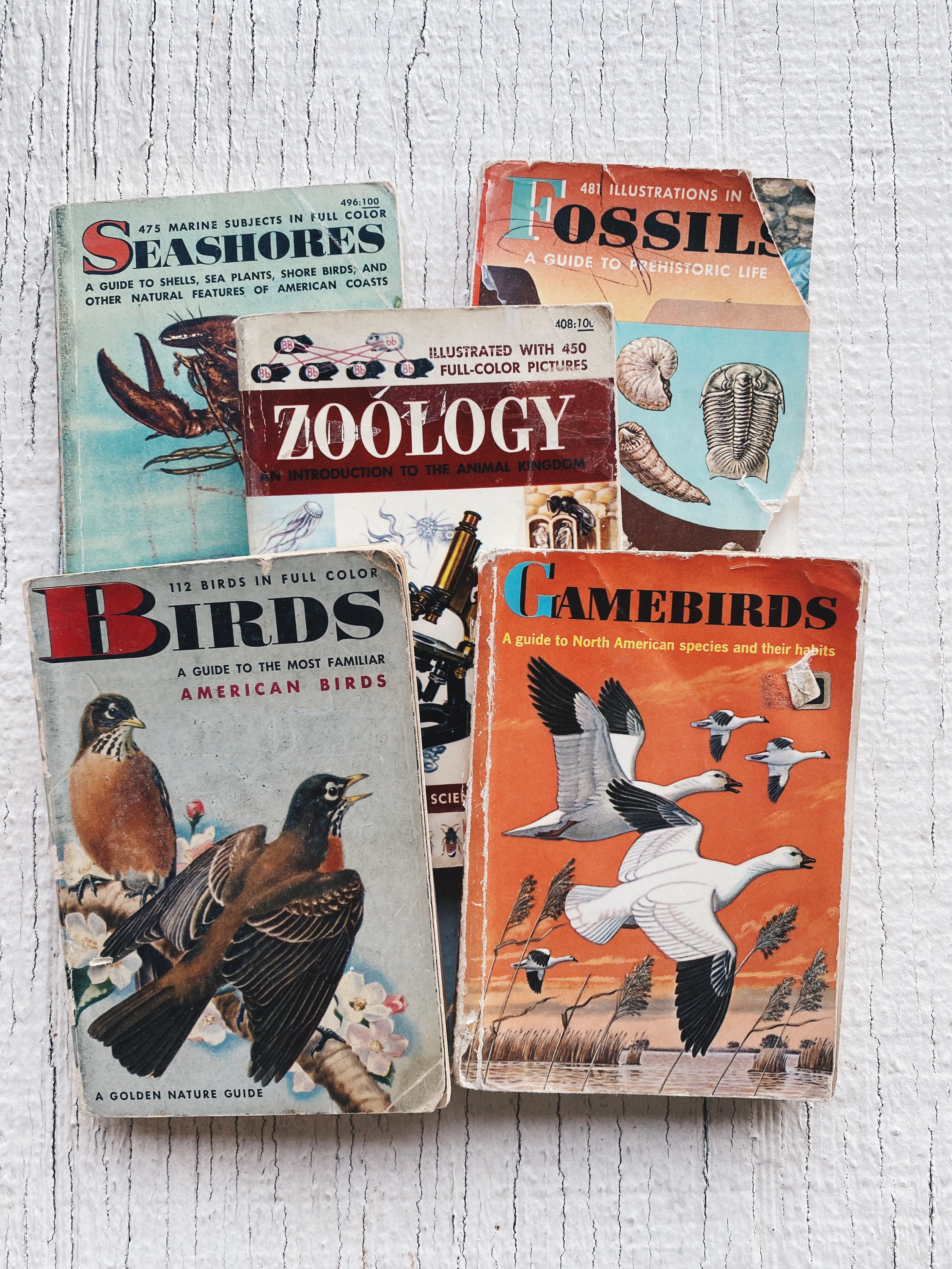Vintage A Golden Guide Buch, Wissenschaft und Natur 1960er Jahre und früher, Küste, Fossil, Vögel, Zoologie, Wildvögel, Vintage goldener Naturführer
