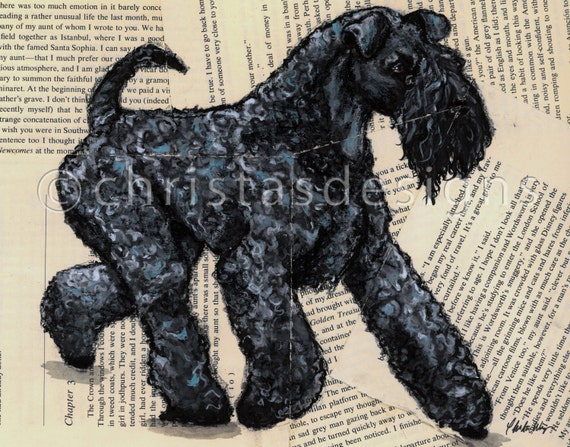 mini kerry blue terrier