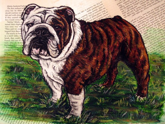brindle english bulldog