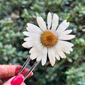 Real Daisy Flower Hair Pin, Preserved Botanical Accessory, Silver French Fork
