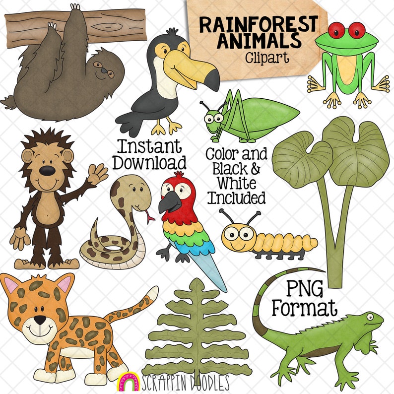 Rainforest Clipart Habitat Sloth Jaguar Toucan Red Eyed Tree Frog