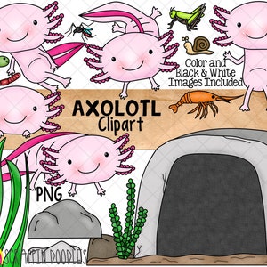 Axolotl ClipArt - Salamander - Amphibian - Commercial Use - Sublimation Graphics - Hand Drawn PNG
