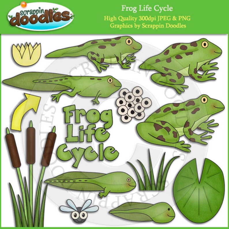 Frog Life Cycle Clip Art | Etsy