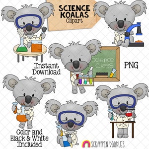 Koala ClipArt - School Science Koala Bears Graphics - Usage commercial PNG