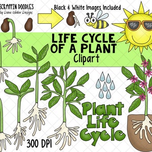 Levenscyclus illustraties - Plant levenscyclus illustraties - bloem levenscyclus ClipArt - zaailing ClipArt - Sprout ClipArt - groeiende planten ClipArt