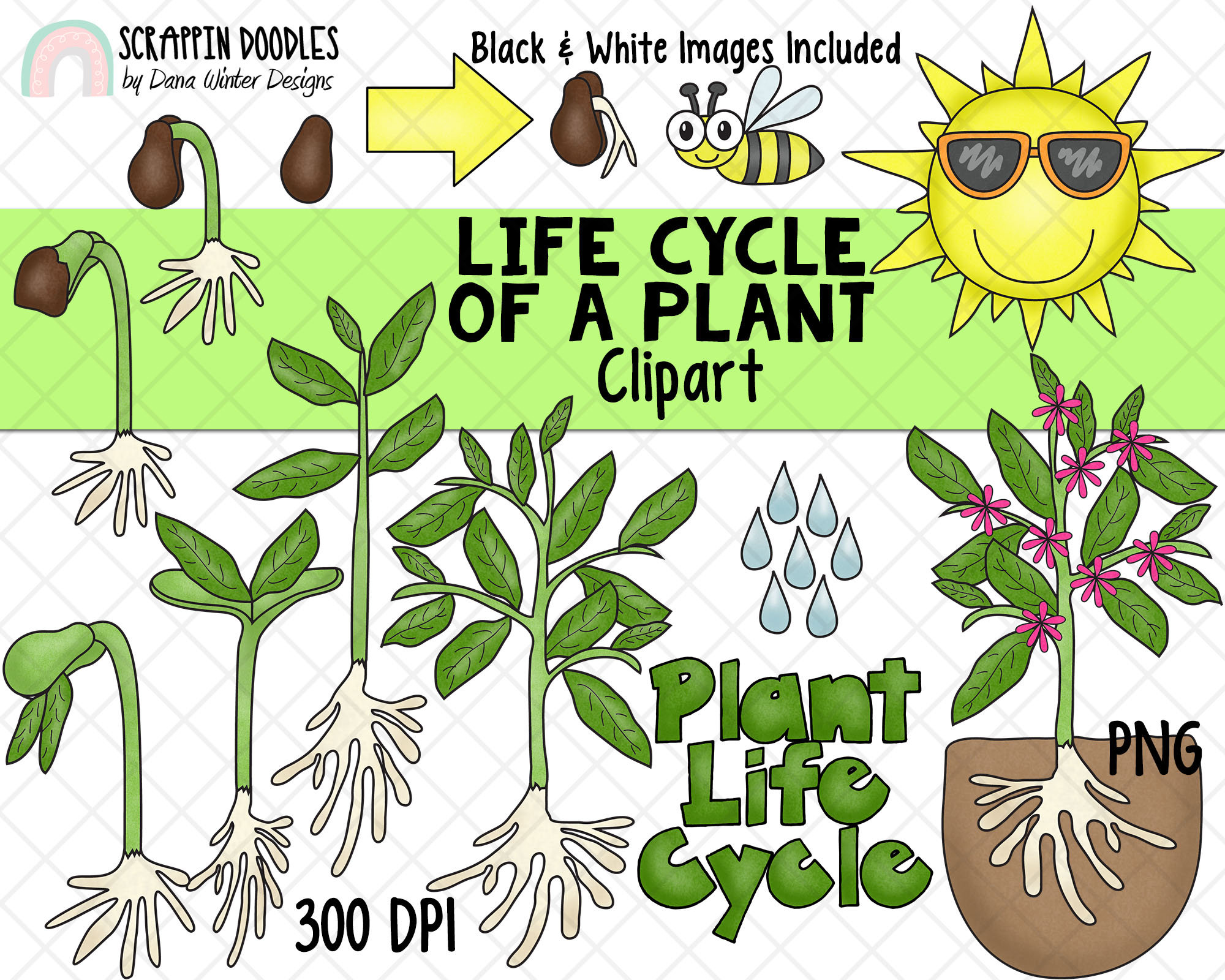 Life Cycle Clip Art Plant Life Cycle Clip Art Flower Life Cycle Clipart