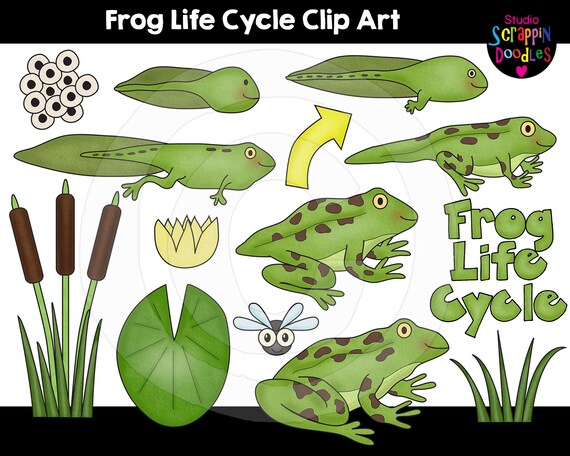 frog by cycle