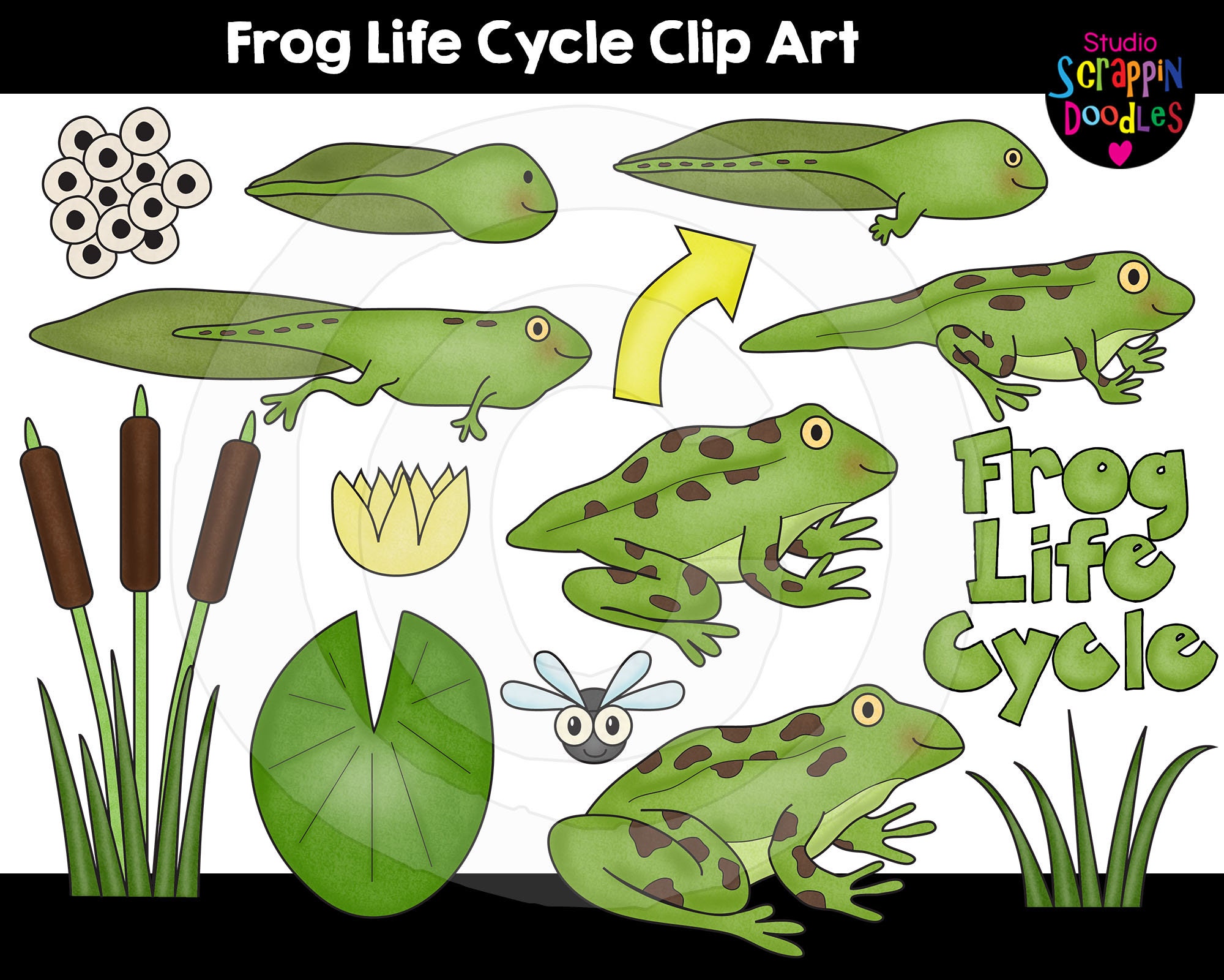 Frog Life Cycle Clip Art | Etsy