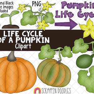 Levenscyclus illustraties - pompoen levenscyclus illustraties - Squash levenscyclus ClipArt - zaailing ClipArt - Sprout ClipArt - groeiende pompoenen ClipArt