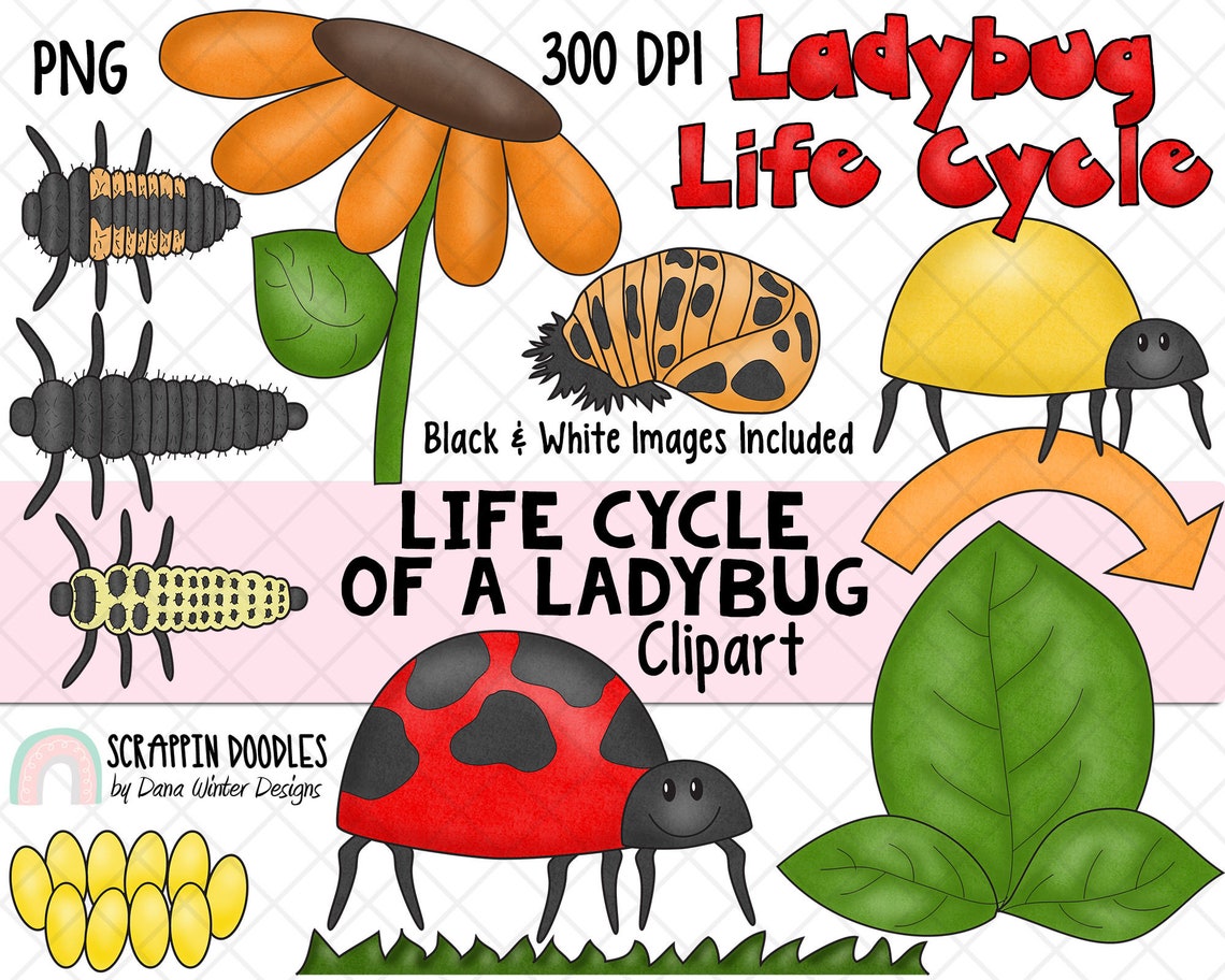 Life Cycle Clip Art - Ladybug Life Cycle Clip Art - Egg Clipart ...