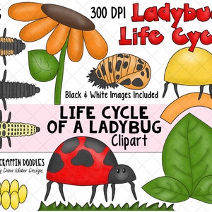 ClipArt del ciclo di vita - ClipArt del ciclo di vita della coccinella - ClipArt dell'uovo - ClipArt della larvea - ClipArt della Pupa - ClipArt dell'insetto