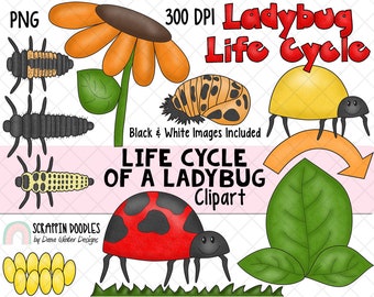 Life Cycle Clip Art - LadyBug Life Cycle Clip Art - Egg ClipArt - Larvea ClipArt - Pupa ClipArt - Insect ClipArt