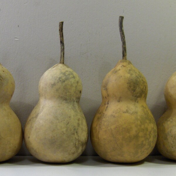 4 Baby Bottle Gourds dried & cleaned craft ready great to make christmas Santa or ornaments..1/1#6