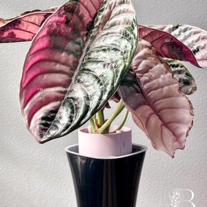 May include: A houseplant with large, colourful leaves in shades of pink, green, and white. The plant is in a black and pink pot. The leaves have prominent veining, creating a striking visual effect. A decorative houseplant.
