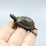 Turtle Collectibles