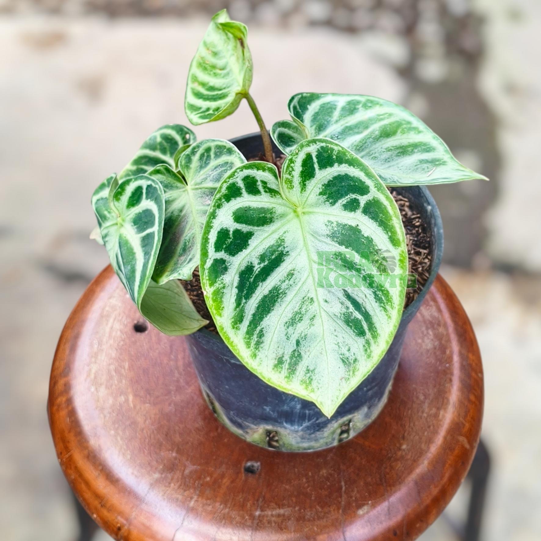 Anthurium silver blush - Etsy 日本