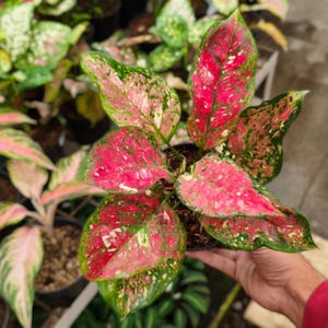 May include: Close-up of a potted Aglaonema plant with vibrant red and green leaves. The leaves have a speckled pattern, with the red hues dominating the center and the green outlining the edges. The plant is held in a black pot.
