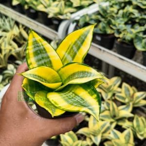 May include: A potted Sansevieria plant, or snake plant, featuring striking yellow and green striped leaves. The plant is held in a black pot, with other similar plants visible in the background.