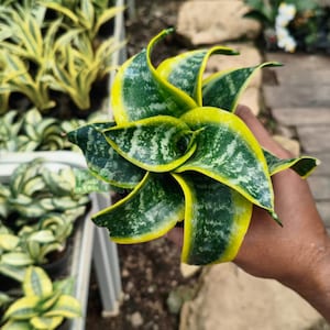 Sansevieria Twister Tsunami Plant - Etsy