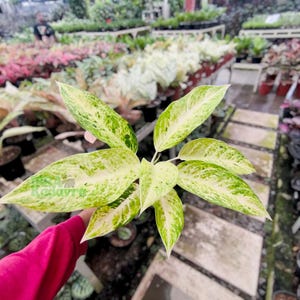 striped dracaena plant Dracaena Lemon Lime 1 Gallon Pot Plant Striped Dracaena Live Plant Ht7 –  NNplant main image 1