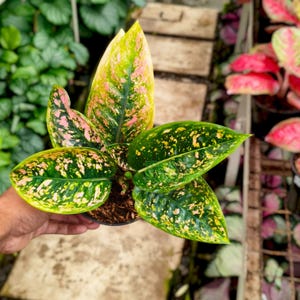 Aglaonema Ruby Compacta Vacker växt