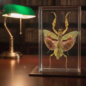 May include: A preserved insect specimen, a praying mantis, is displayed in a clear glass case. The insect has green and brown coloring with detailed wings. A green-shaded desk lamp sits to the left, casting a warm glow.