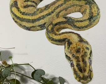 Handmålad akvarellmålning. Kungspytonunge i A4-format.