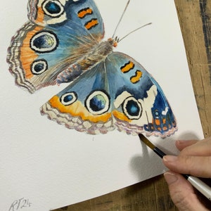 Dipinto originale ad acquerello di una farfalla. Commissiona questo dipinto dettagliato o scegli un'altra specie. Illustrazione entomologica