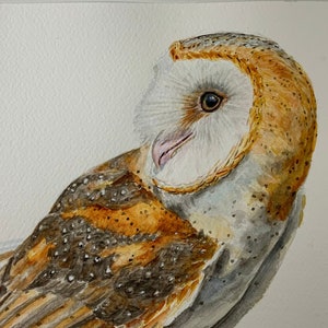 Barn Owl watercolor painting. Collector’s Giclee print of my Original. Custom sizes available.