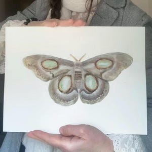 Dipinto originale ad acquerello di una falena. Acquista questo dipinto dettagliato di una falena. Decorazione di falene. Illustrazione entomologica