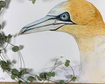 Gannet detailed watercolor painting. Collector’s Giclee print of my Original. Hand painted wall art Realistic art. Custom sizes available