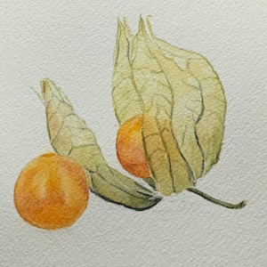 Hand painted watercolour fruit