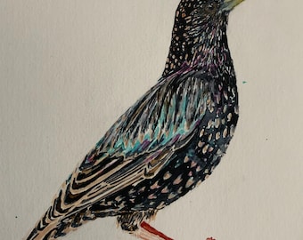 Hand painted watercolour starling