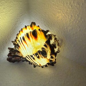 Puede incluir: Una concha marina con un patrón único de rayas negras, marrones y amarillo-anaranjadas. La concha tiene una superficie texturizada y está iluminada, resaltando sus intrincados detalles. El tema general es la decoración costera.