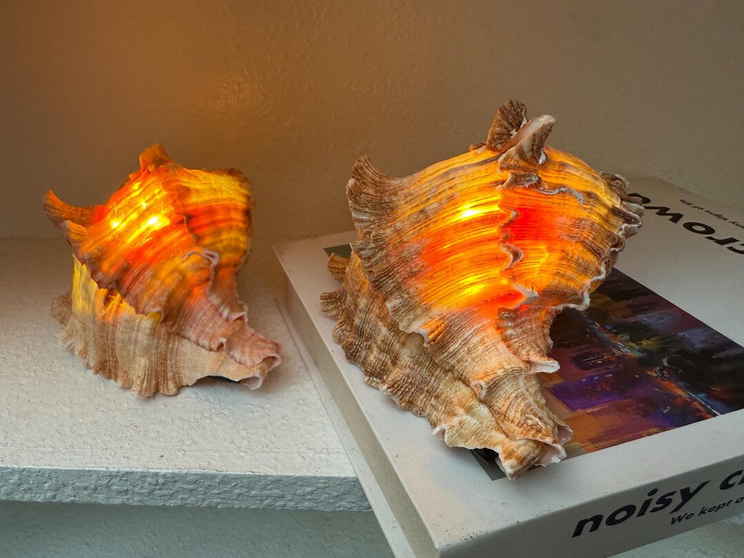 Glow Shell Lamp - Etsy