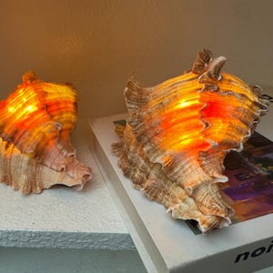Puede incluir: Dos lámparas de concha con iluminación interna cálida naranja y amarilla. Las lámparas están hechas de grandes conchas texturizadas con un color beige y marrón natural. Una lámpara está en un estante blanco, la otra en un libro.