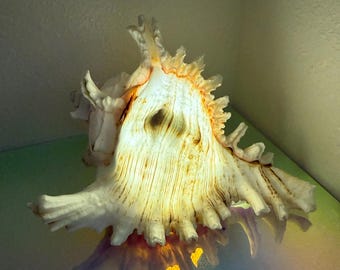 Natural Shell Ambient Lamp – Warm Glow Ocean Style Home Decor
